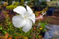 White hibiscus